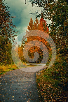 Asphalt road for running along the autumn forest