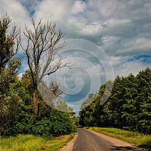 Asphalt road running through deciduous forest with clouds on a sunny day