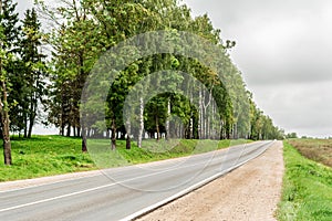 Asphalt road with a sandy roadside, green area with often planted trees, landscape overcast autumn day