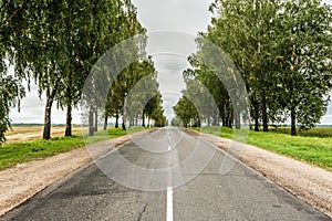 Asphalt road with a sandy roadside, green area with often planted trees, landscape overcast autumn day