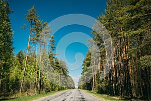 Asphalt Road Through Spring Trees Woods Forest In Sunny Day. Sun