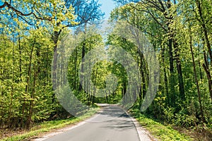 Asphalt Road Through Spring Trees Woods Forest In Sunny Day. Sunny Day