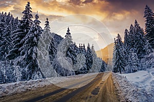 Asphalt road through spruce forest at sunset