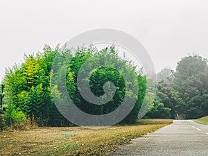 Asphalt road surrounded by trees on a foggy autumn day