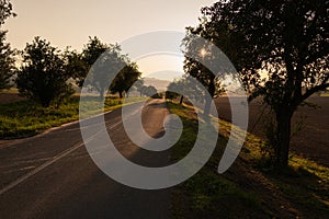 Asphalt road with trees on both sides during sunset