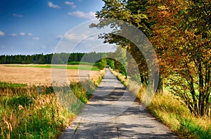 Asphalt road between trees and field at autumn day.