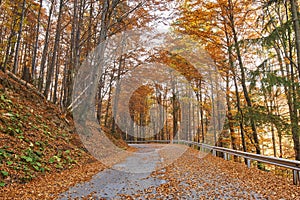 Asphalt road through vibrant forest