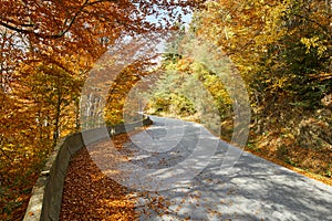 Asphalt road through vibrant forest