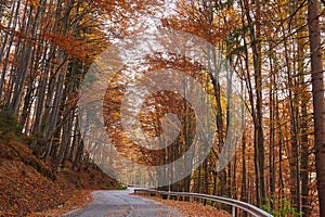 Asphalt road through vibrant forest