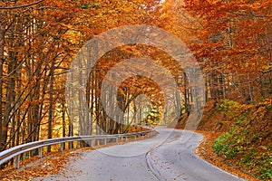 Asphalt road through vibrant forest