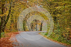 Asphalt road through vibrant forest