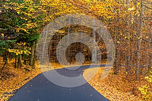 Asphalt Road In Voderady Beechwood, Czechia