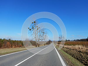 Asphalt route in a spring countryside