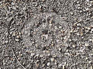 Asphalt with shells, barks and dry stems, background