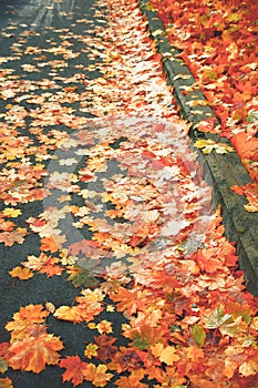 An asphalt street with a pavement covered with many fallen colorful seasonal decorative autumnal leaves in sunlight