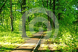 Asphalt track in the Park in spring