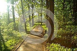 Asphalt track in the Park in spring