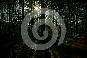 Asphalt track in the Park in spring