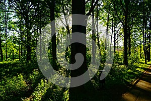 Asphalt track in the Park in spring