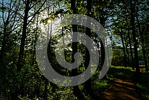 Asphalt track in the Park in spring