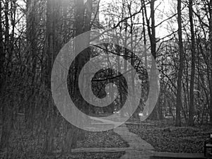 Asphalt track in the spring forest