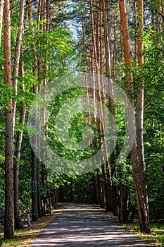 Asphalt walking path in the summer forest park