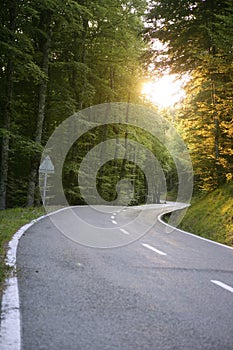 Asphalt winding curve road in a beech forest