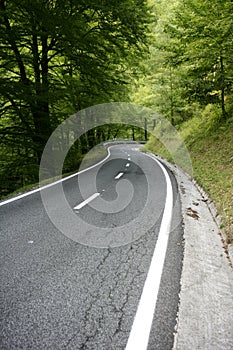 Asphalt winding curve road in a beech forest