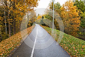 Asphalt winding curve road in a beech forest