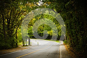 Asphalt winding curve road in a beech forest