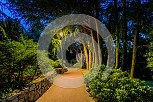 Asphalted footpath in a night park, lit by a street lamp