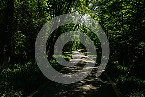 Asphalted path in shady woods of sunny summer