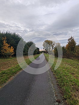 Asphalted road between trees and plains