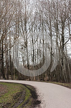Asphalted winding pedestrian path in the forest with a car tire print in the mud in spring