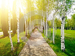 Asphalting path between birches in the park.
