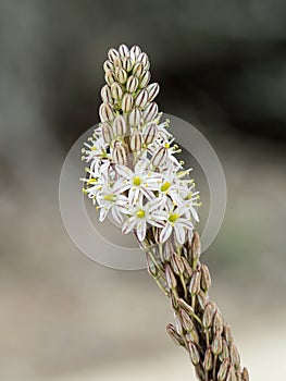Asphodel Flowers in Andalucia in Spain photo