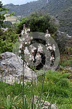 Asphodel - Asphodelus albus photo