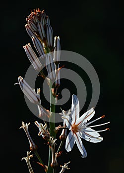 Asphodel in bloom in Portugal. Asphodelus Aestivus photo