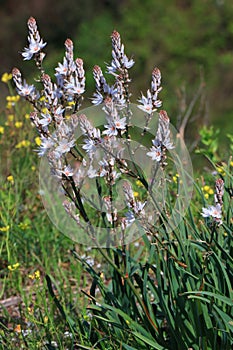 Asphodel flower, mediterranean plant