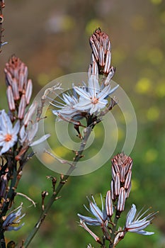 Asphodel flower, mediterranean plant