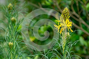 Asphodel flowers