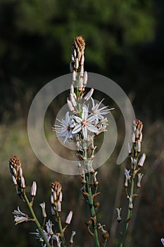 Asphodel flowers in bloom in Portugal. Asphodelus Aestivus