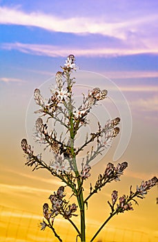 Asphodel flowers and Plant against a colorful sunset photo