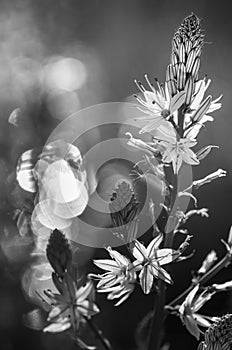 Asphodel flowers and Plant with beautiful bokeh in the background