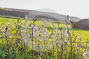 Asphodel flowers and Plants meadow