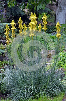 Asphodeline lutea blooms in the botanical garden