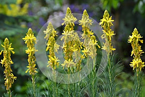 Asphodeline lutea blooms in the botanical garden