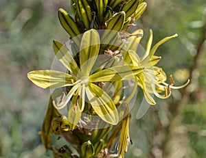 Asphodeline taurica closeup