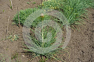 Asphodeline taurica with flower bud