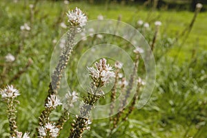 Asphodelus aestivus growing wild in a meadow